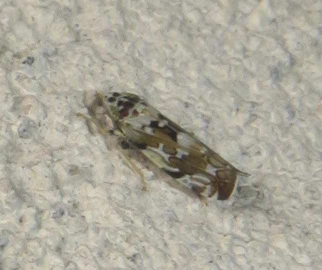 Metalimnus