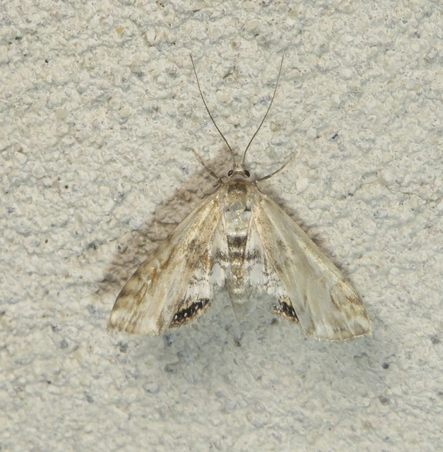 Cataclysta lemnata - békalencsemoly