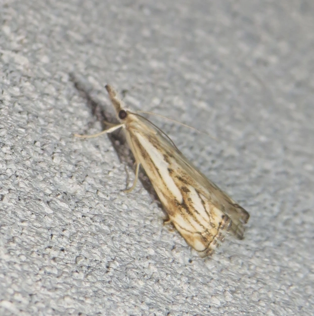 Catoptria falsella - hálós fűgyökérmoly