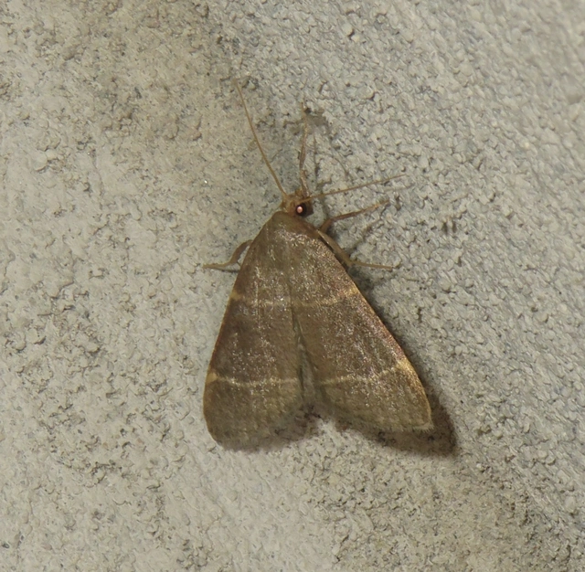 Hypsopygia glaucinalis - rezes fényilonca