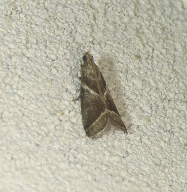 Nyctegretis triangulella - háromszöges karcsúmoly
