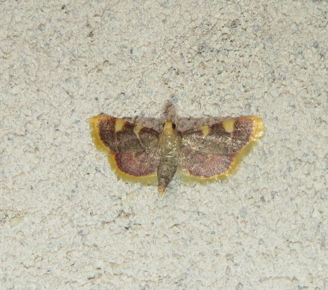 Hypsopygia costalis - szénailonca