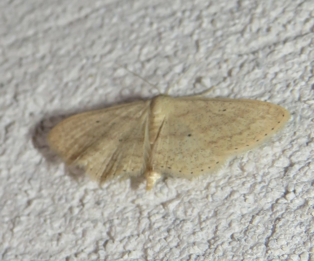 Scopula corrivalaria - lápi apróaraszoló