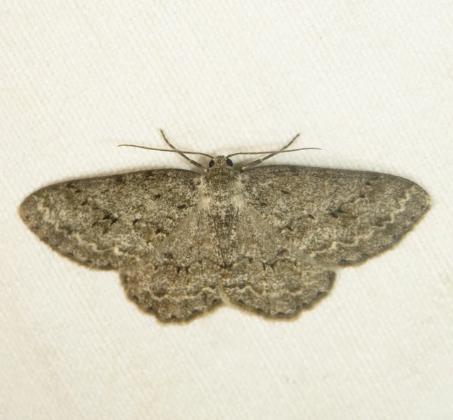 Ectropis crepuscularia - avararaszoló