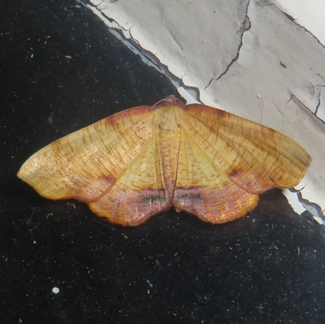 Plagodis dolabraria - baltaszárnyú araszoló