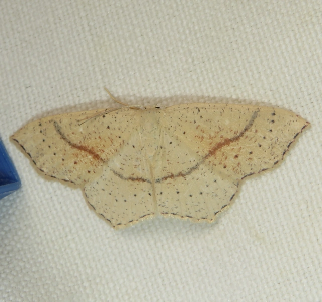 Cyclophora punctaria - sávos pettyesaraszoló
