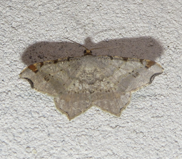 Macaria alternata - közönséges szürkearaszoló