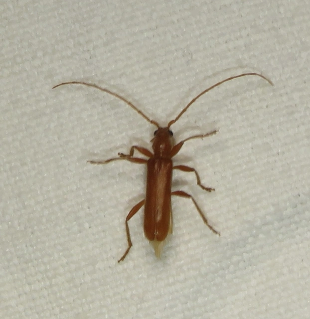 Axinopalpis gracilis - kecses selymescincér