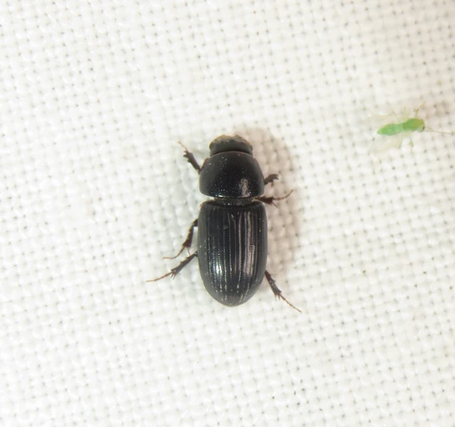 Aphodius varians - változékony trágyabogár