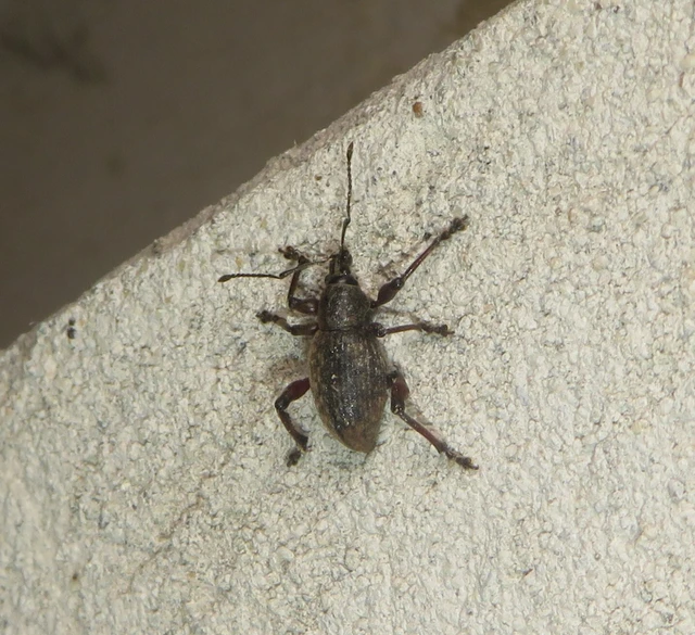 Dodecastichus