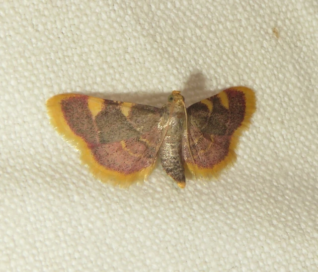 Hypsopygia costalis - szénailonca
