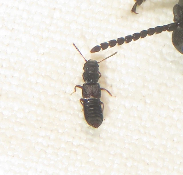 Anotylus rugosus - rovátkáshátú korhóholyva Anotylus rugosus - rovátkáshátú korhóholyva