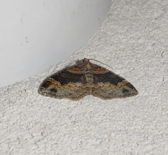 Xanthorhoe ferrugata - kerti tarkaaraszoló