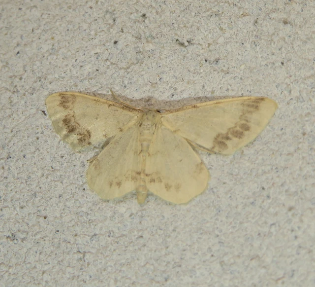 Idaea trigeminata - csúcsfoltos apróaraszoló
