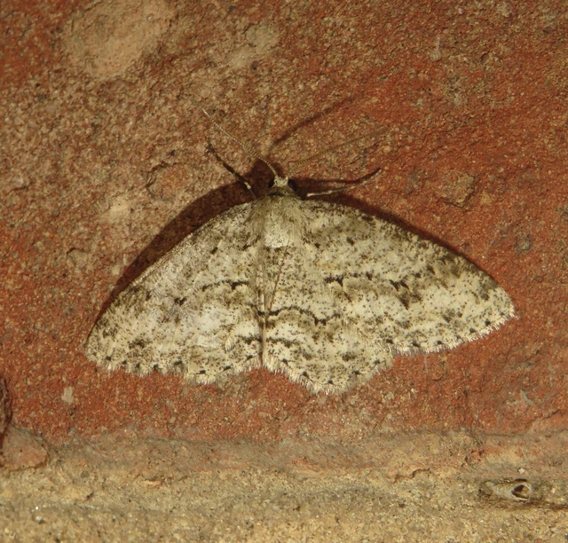 Ectropis crepuscularia - avararaszoló