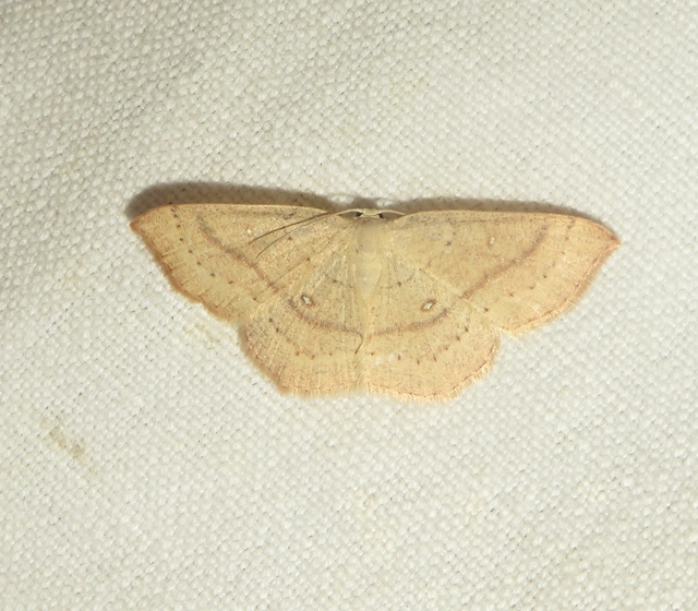 Cyclophora linearia - vonalas pettyesaraszoló