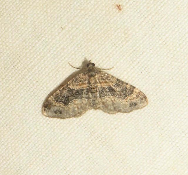 Xanthorhoe ferrugata - kerti tarkaaraszoló