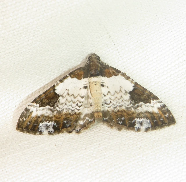 Melanthia procellata - hullámos tarkaaraszoló