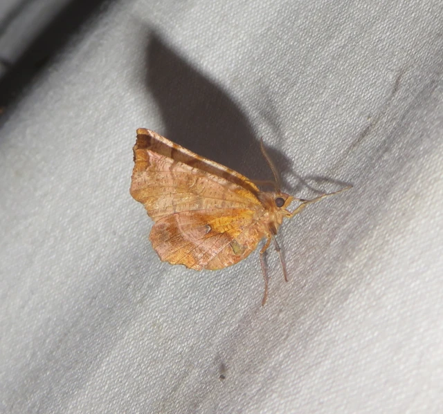 Selenia dentaria - kétfoltos holdasaraszoló