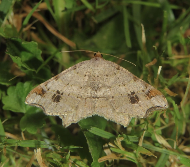 Macaria alternata - közönséges szürkearaszoló