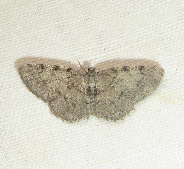 Aethalura punctulata - szürke égeraraszoló