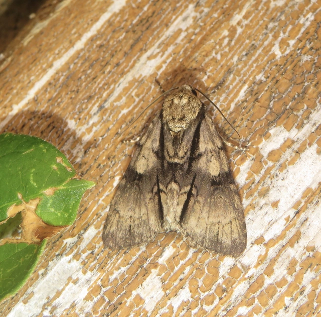 Acronicta alni - éger-szigonyosbagoly