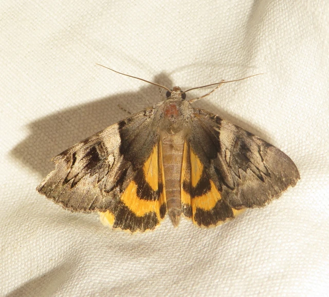 Catocala fulminea - galagonya-övesbagoly