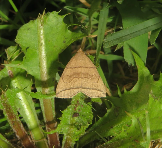 Herminia grisealis - ligeti karcsúbagoly