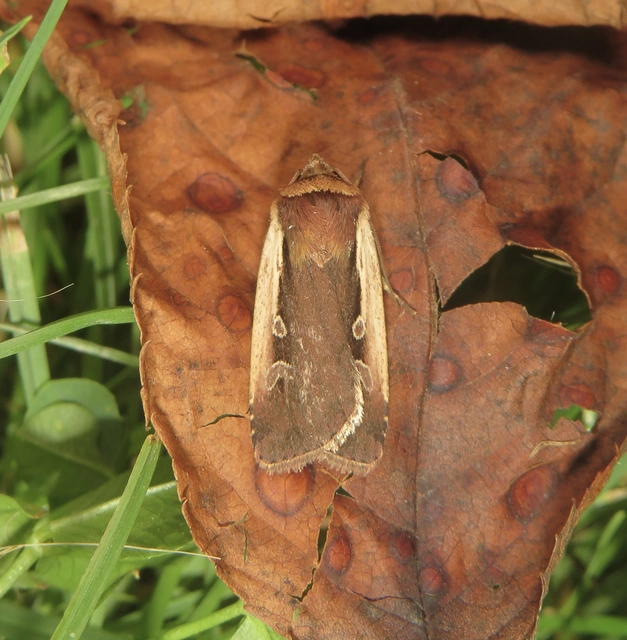 Ochropleura plecta - fehérszegélyű fűbagoly