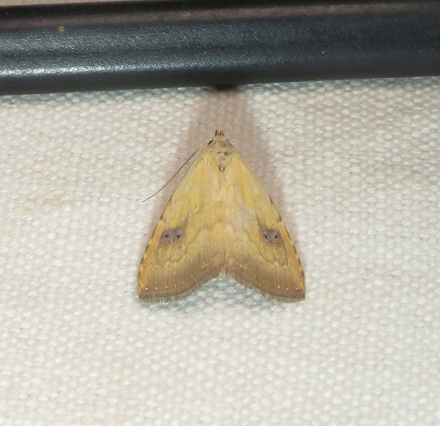 Rivula sericealis - selymes lórombagoly