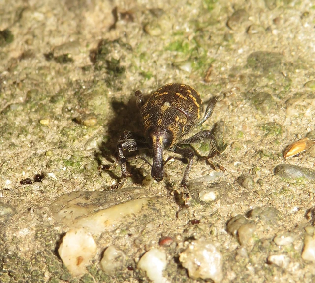 Hylobius abietis - nagy fenyvesormányos