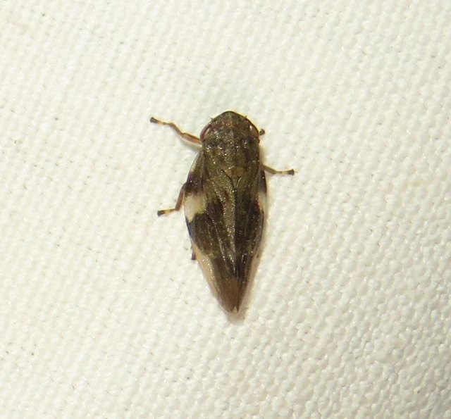 Aphrophora alni