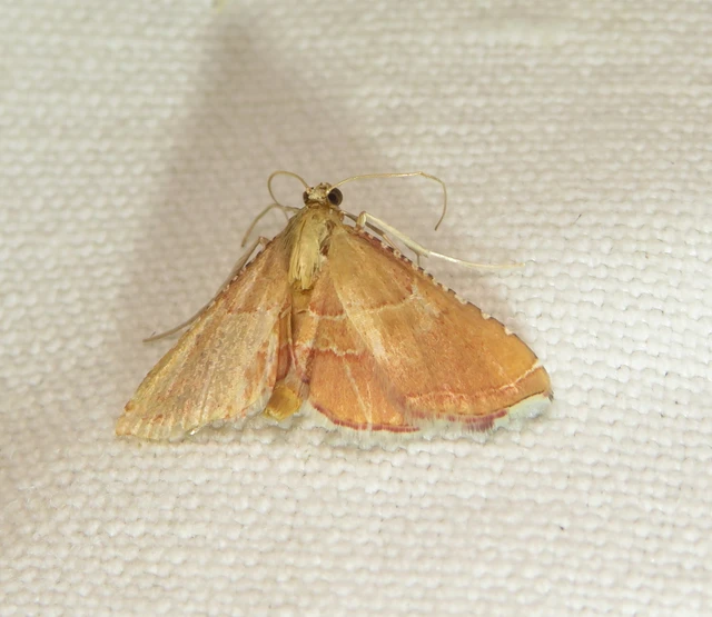 Endotricha flammealis - tüzesszárnyú fényilonca