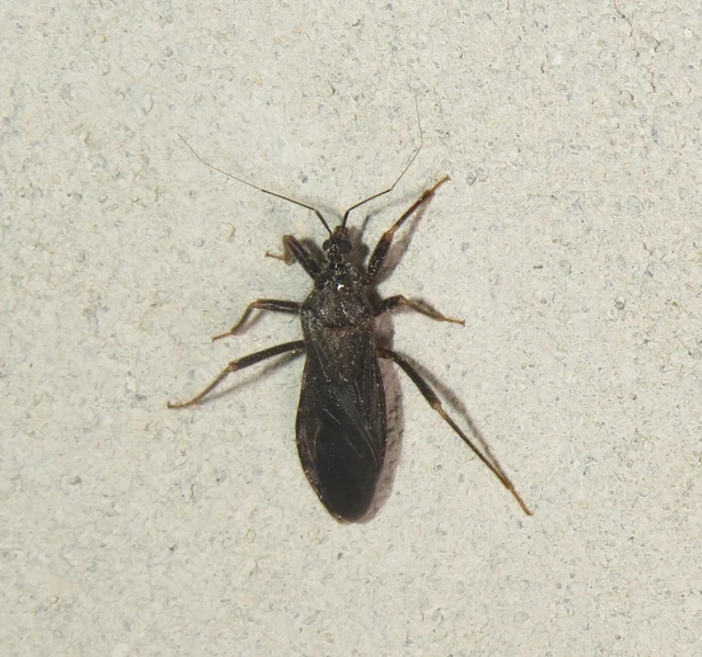 Reduvius personatus - szemetes zugpoloska