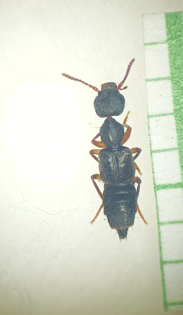 Rugilus similis - sárgalábú cérnanyakúholyva