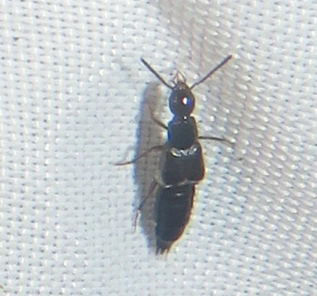 Philonthus concinnus - közönséges ganajholyva