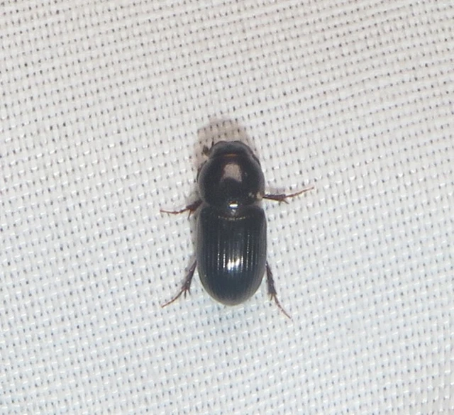 Aphodius varians - változékony trágyabogár