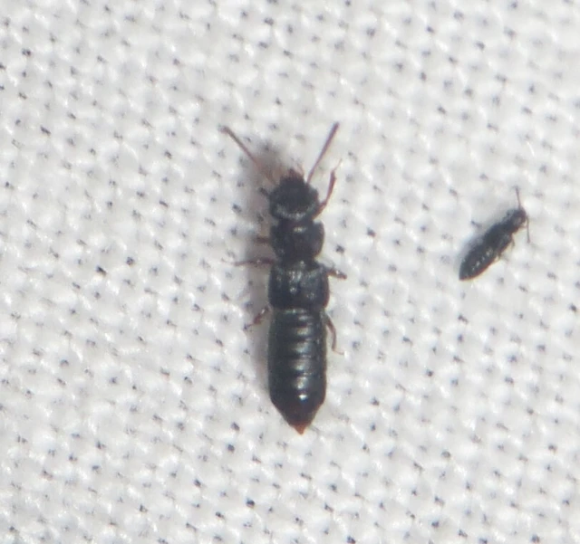 Anotylus rugosus - rovátkáshátú korhóholyva Anotylus rugosus - rovátkáshátú korhóholyva