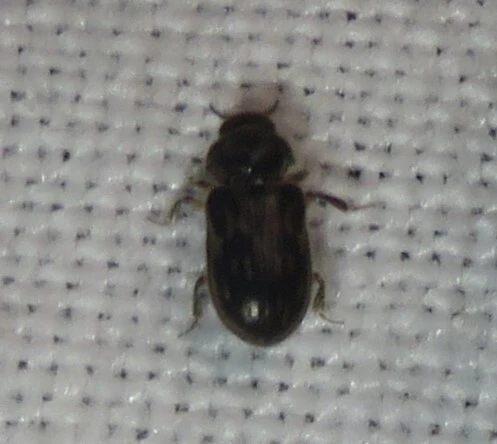 Heterocerus fenestratus - foltos iszapbogár