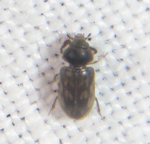 Heterocerus fenestratus - foltos iszapbogár