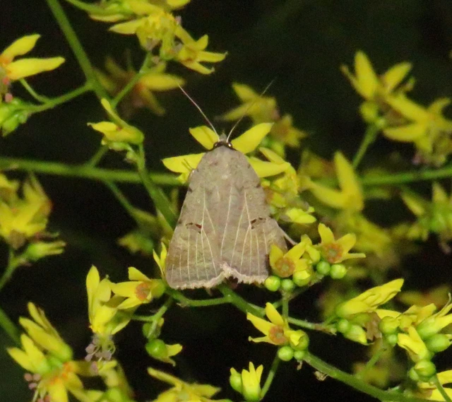 Lygephila craccae - gyakori csüdfűbagoly