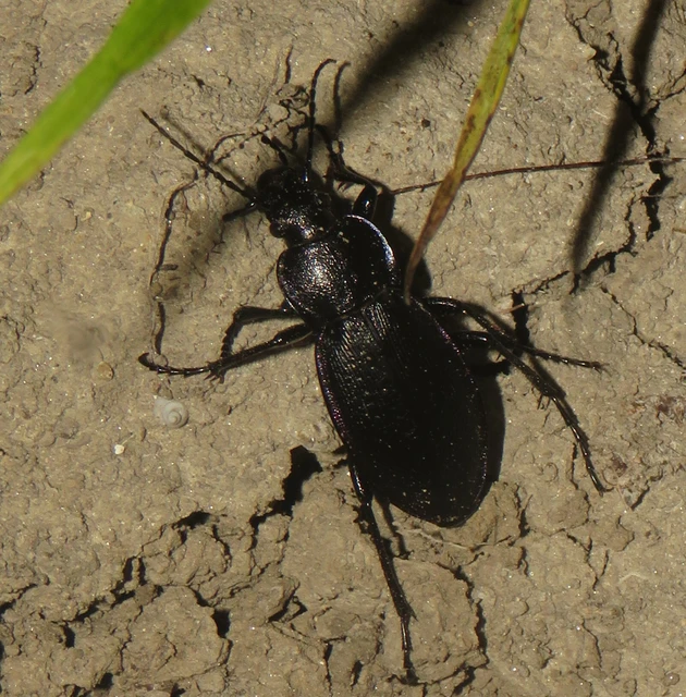 Carabus scheidleri - változó futrinka