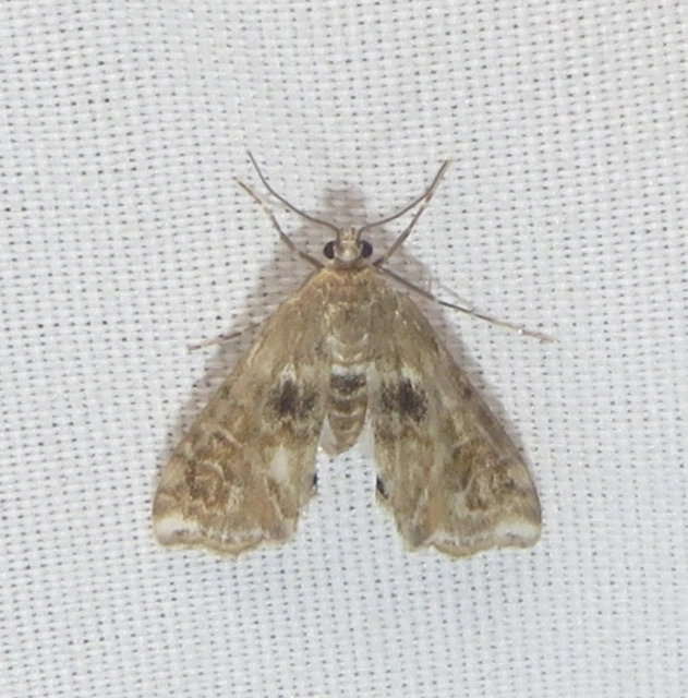 Cataclysta lemnata - békalencsemoly