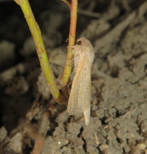 Phragmataecia castaneae - nádfúrólepke