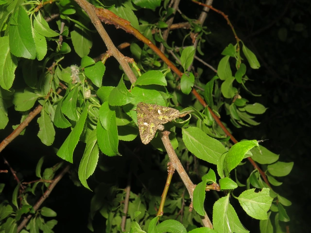 Trachea atriplicis - nyári zöldbagoly