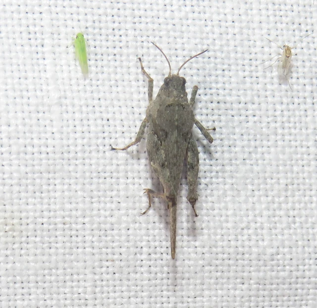 Tetrix subulata - közönséges tövishátúsáska