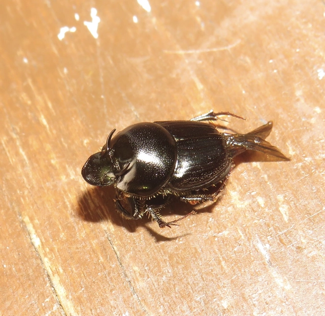 Onthophagus taurus - szarvas trágyatúró