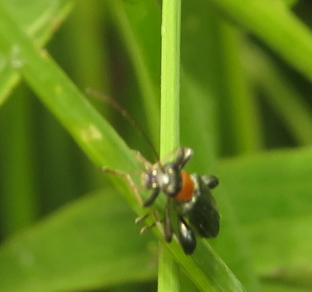 Oedemera croceicollis - pirostorú álcincér