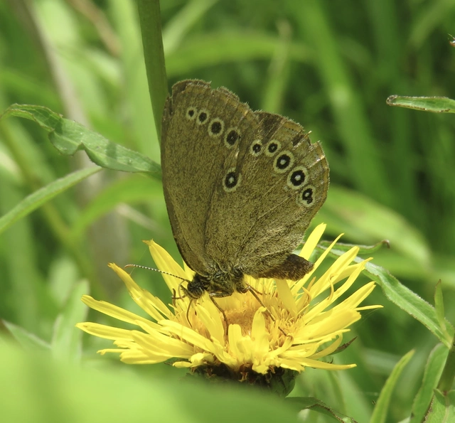 Coenonympha oedippus - ezüstsávos szénalepke