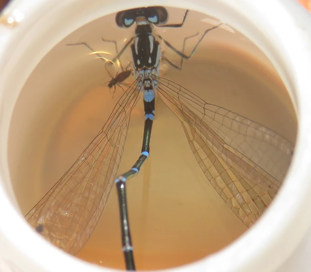 Coenagrion pulchellum - karcsú légivadász